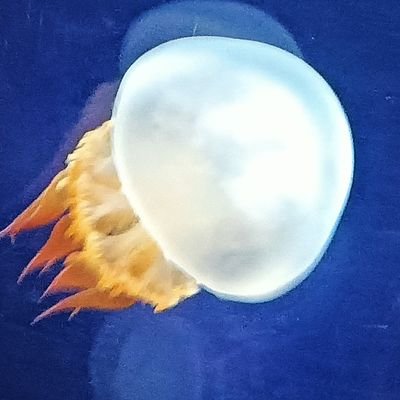 solongbyebye's profile picture. お仕事大好き大人女子
前向きに生きよう！！