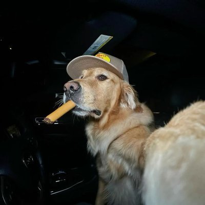 pampersss__'s profile picture. 🇵🇱 17 Head staff for Sudak Customs https://t.co/sdrQXmIbKT