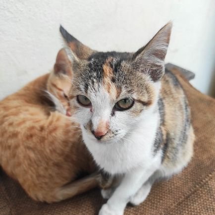 rohitlohar_5's profile picture. cs1.6 | csgo | cs2 🪖RIP sg dragonfire  2017😏 old account is suspended ☹️