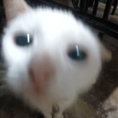 macnchiz_pls's profile picture. 