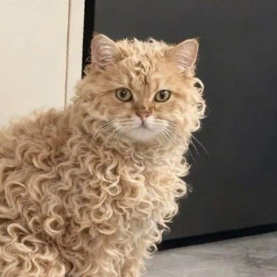 nonoloyi's profile picture. 