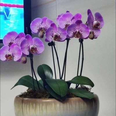 Rose991372232's profile picture. 