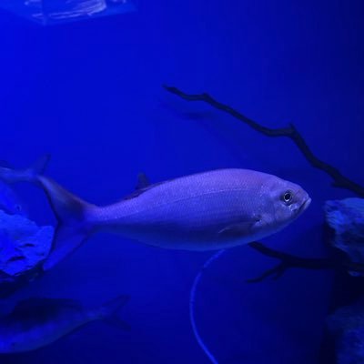 yo233_'s profile picture. 