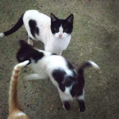 adelinarf7's profile picture. 