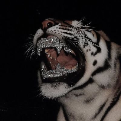 BoyGoneLoco's profile picture. Ловец снов Panda enthusiast ☮️  אני✡️ מבורך ואני יודע את זה љубовник معاد  🪬888للمجتمع   επαναστατικός الله خير 👑 💙❤️