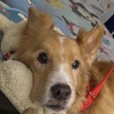 Meiji_wrn's profile picture. 