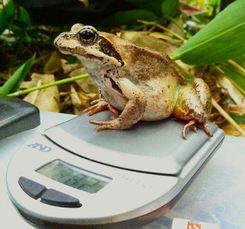 学芸員。野鳥の会札幌支部 自然観察指導員。元食糧検査官。公共地で勝手に餌付けするな。餌付け写真，餌付け礼賛報道、悪マナーカメラマンは叩くことも。他はプロ格，アニメ。畜大自然探査OB。「帯広の森」。ﾘﾝｸはエゾリスの会非公式ブログ(仮)。 公式HP は→ https://t.co/AccYxRcCh4