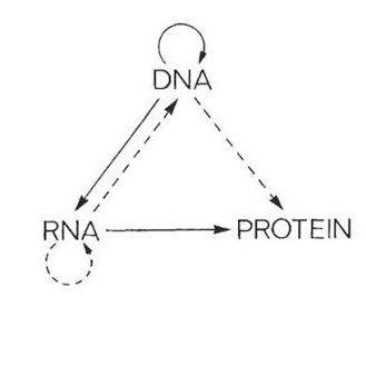 central9dogma's profile picture. All roads lead to translation.