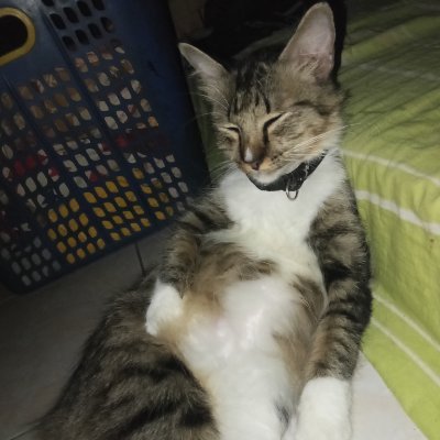 Cuy_1705's profile picture. 