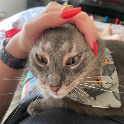 synamonwithans's profile picture. Intersectional feminist, theatre rox, here for the memes.