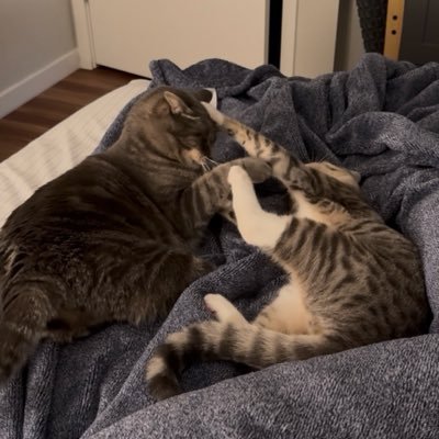 antifa_cats's profile picture. antifa o-purr-ators in chief🔻anticapitalist kitties 🍉 #hastwt 💊: 2y 🍈: 7m