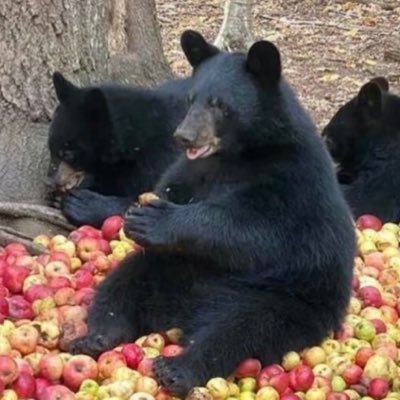 katiopolis's profile picture. 