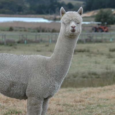 7iunmzp's profile picture. 個撮が趣味、協力してくれてる子たちに感謝、原神復帰したよ