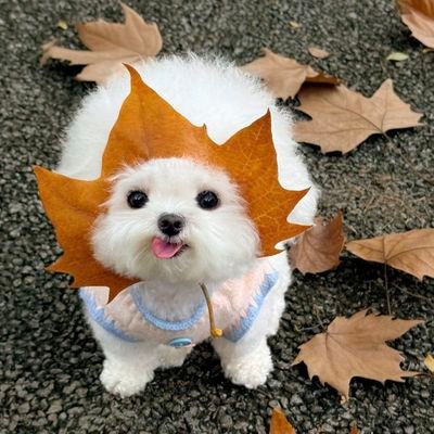 good_fun14701's profile picture. Spotlight = 真正的亲儿子待遇 😂🚀能跟 Pump 同名单，强度自带背书 💪⚡KuCoin Spotlight 直接拉满含金量 🚀🔥