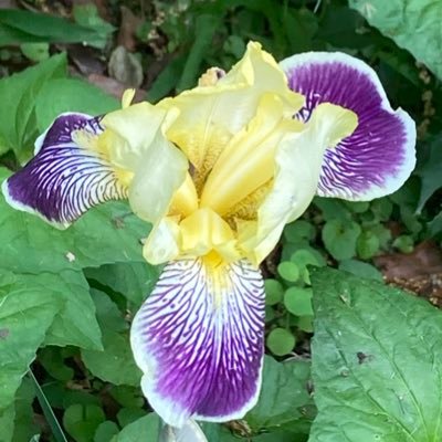 ambrosialily312's profile picture. 