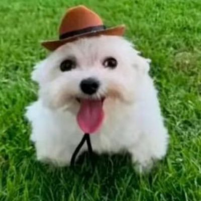 TricaB4t's profile picture. só posto merda