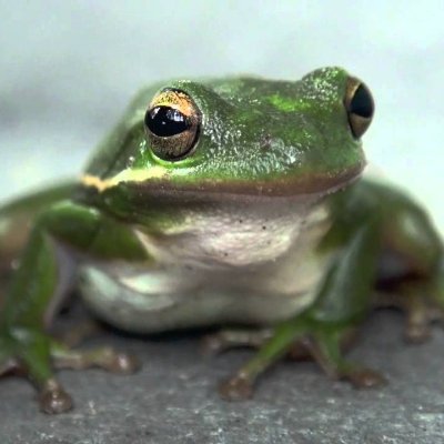 HiltonGroyper's profile picture. 