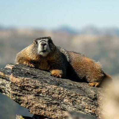 Misho92Bs's profile picture. 