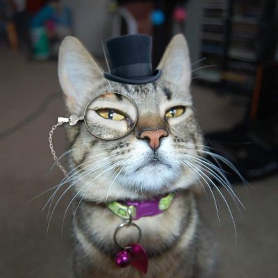 Intellectual Philosopher Profile