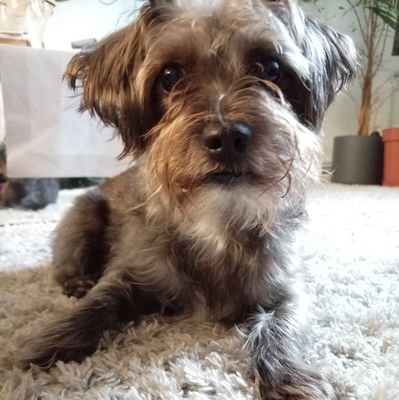 ohdearyme's profile picture. B https://t.co/AZhLVcuj74