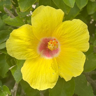 corasoOo0n's profile picture. yo, luna tibia, amándome y muriendo ✷💧✲ ( she / her / ella / chiquita ) ⚢ lesbiana 🏳️‍⚧️🇵🇸