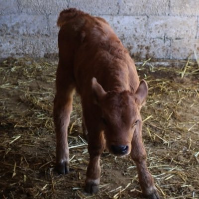 mentasuga's profile picture. tengo el fleco mal cortado y un piercing en la ceja