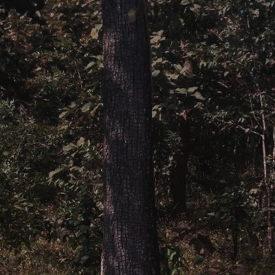 mukeshyadavphp's profile picture. 