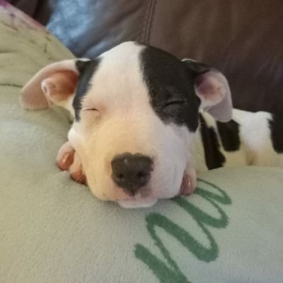 williamp4444's profile picture. 