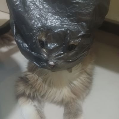 krakren15614548's profile picture. y