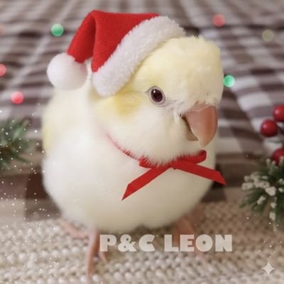 P_C_LEON's profile picture. 大阪の小さなインコ専門店P&C LEONのTwitter。人工育雛写真多め＊バードブリーダー(愛玩動物飼養管理士1級)。定休日: 月&火曜日 通販サイトはこちら！https://t.co/ptzN69ZRih＊商品の盗作・転売や文章や画像の無断転載・無断使用禁止です。 委託先＊Bird cage様Amarelo様