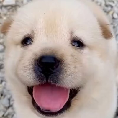 innocentnapeof's profile picture. 