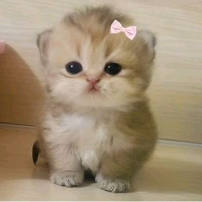 misslayneous's profile picture. Kanye attitude with Drake feelings •🍸•