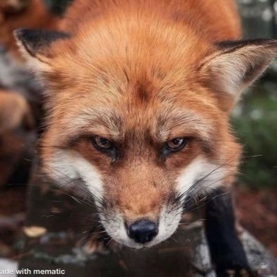 lisitcya's profile picture. Scio me nihil scire