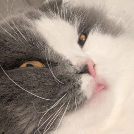 maccha8598's profile picture. 夜桜大好き！！