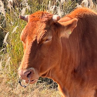 massaman_carry's profile picture. どっと疲れる