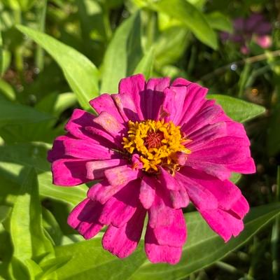 beibeilaoshi's profile picture. 