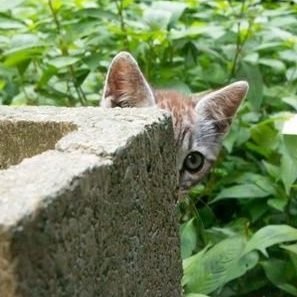 dqvc3461's profile picture. 学生時代から、ずっと写真を撮ってます。
2025年11月からなんでも写真アカウント初めました。

カメラを持ったら例え道の草を撮るときでも1枚1枚本気です!