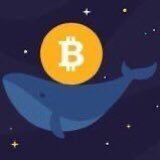 WhaleThe43972's profile picture. 