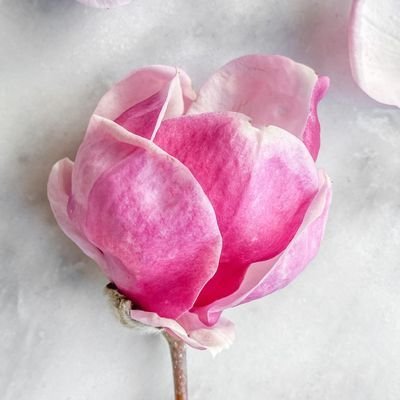 YogitaRed8's profile picture. 