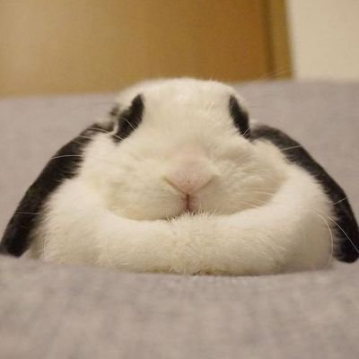 C0ttonC4ndY00's profile picture. ꉂ(˵˃ ᗜ ˂˵) she/her ꒰꒰ ru/enᵎᵎ⺌﹒My nicks : Cotton Candy/Mr Who›﹒Ⳋ᧙
I﹒play : roblox/skullgirls›﹒໑୧