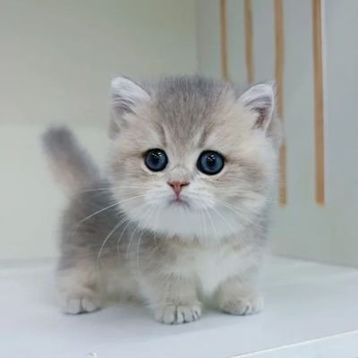 GahaBin99986's profile picture. 