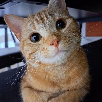 Unwanihzu's profile picture. web3
graphic designer 
content writer
ambassador
community manager etc
#camper4life