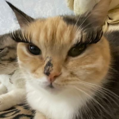 urdaddysfavrt's profile picture. 