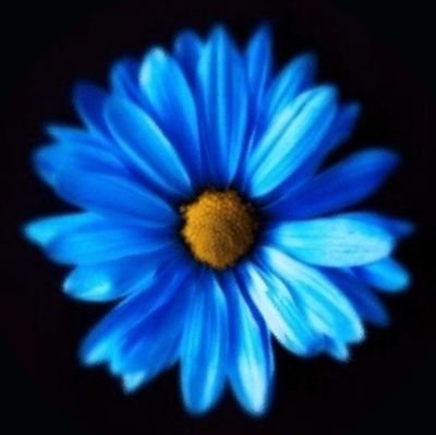 bluedaisy589171's profile picture. 📚️