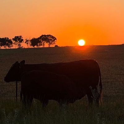 jamesarthur83's profile picture. Thoroughbred racing and breeding enthusiast. 

Famously bought an Engagement ring instead of a share in Brazen Beau. 

Unmarried.