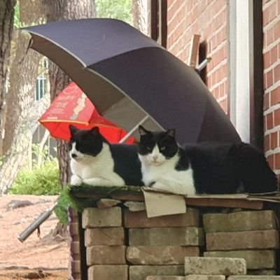 JingGosera__'s profile picture. 