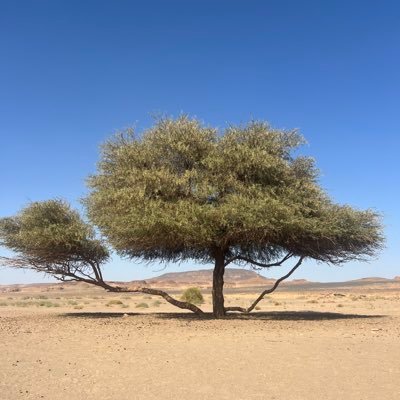 ladyrawabii's profile picture. 