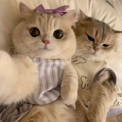 CuteLittleCats_'s profile picture. "Tiny paws, big adventures. All cat lovers can follow me for the cutest cat videos! 🐱🐾🐈✨"