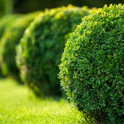 hasibRC's profile picture. 