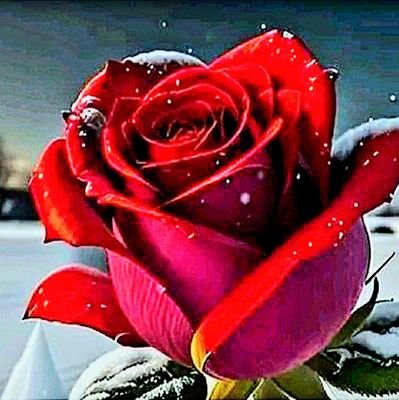 bere95141's profile picture. I am bereket  i am 20 years  i had work on minnig coins   i live in ethiopia